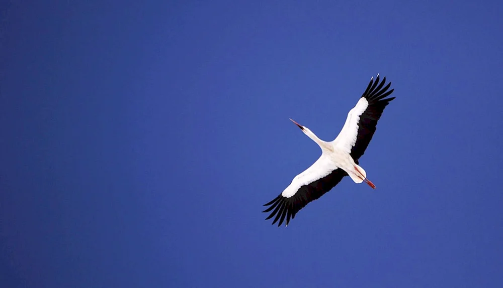 Ein Storch Schnabelstorch