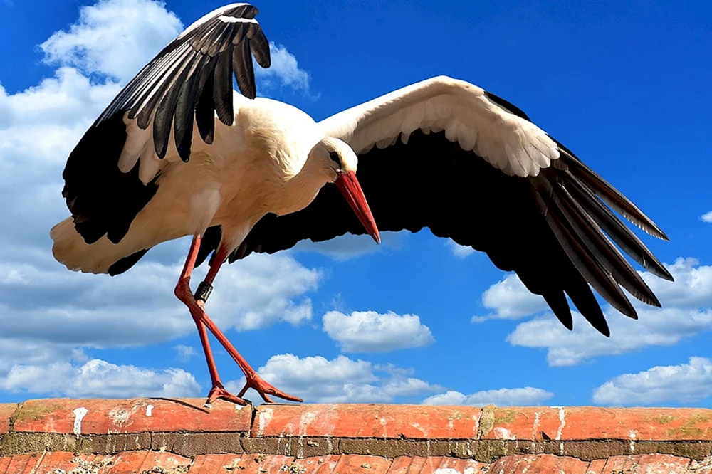 Schwarzhalsstorch