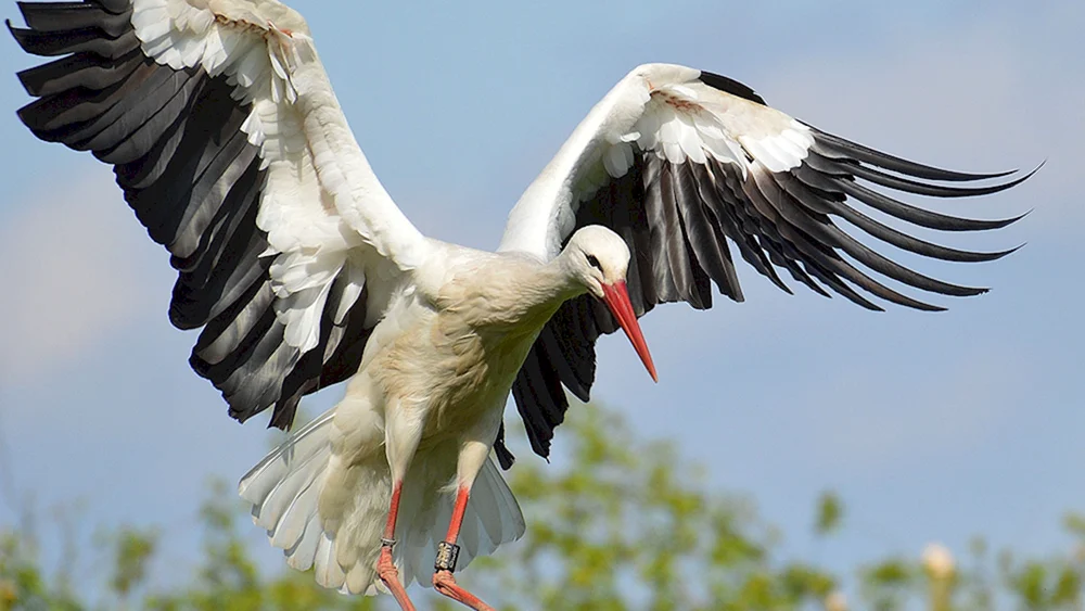 Der Storch im Flug