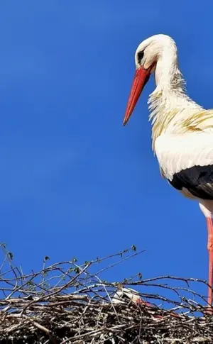 Schnabelstorch