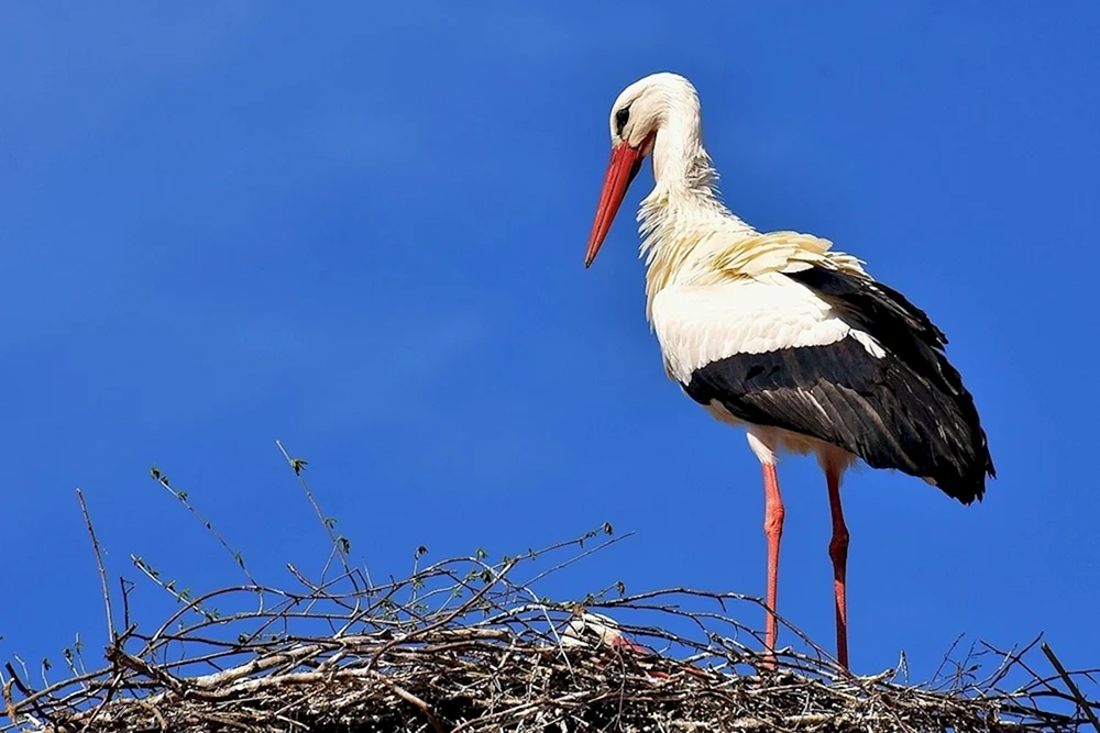 Schnabelstorch