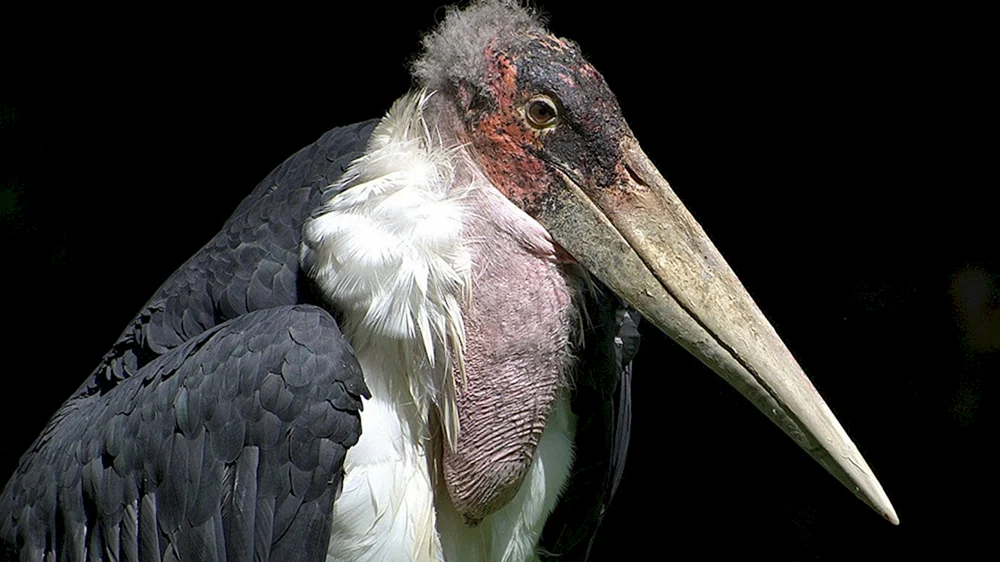 Offenschnabel-Vogel