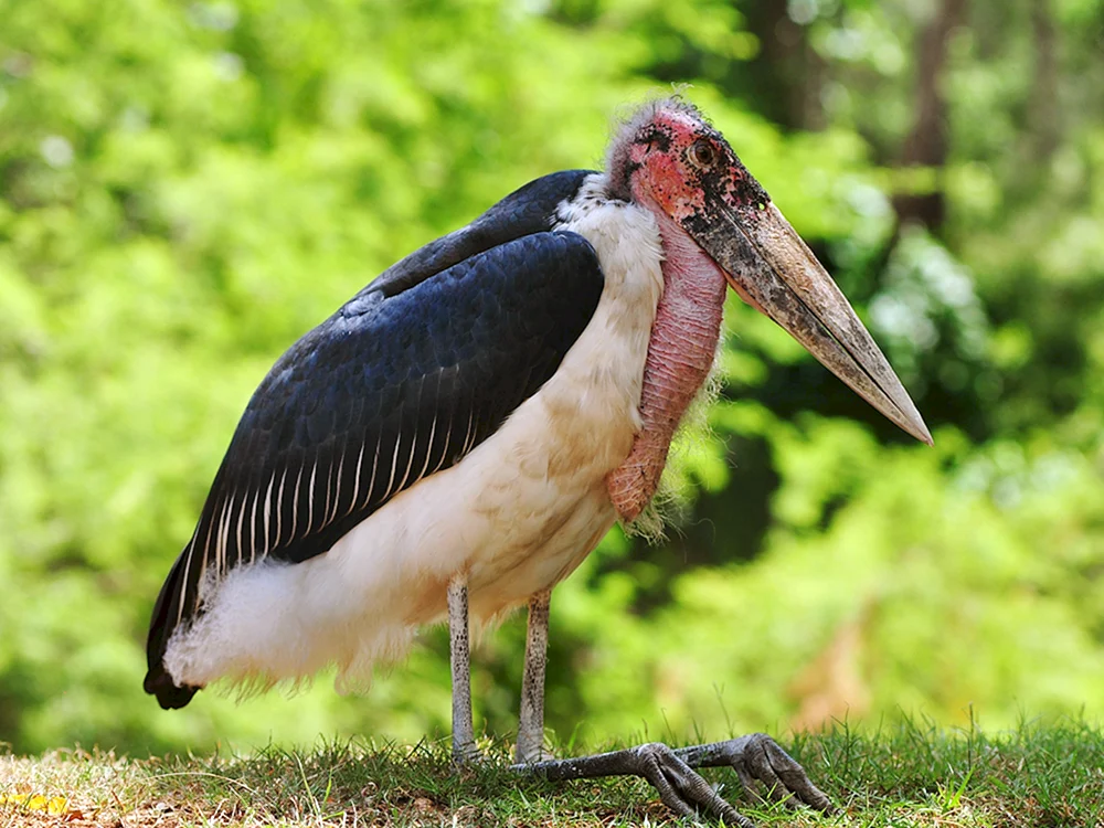 Afrikanischer Marabu