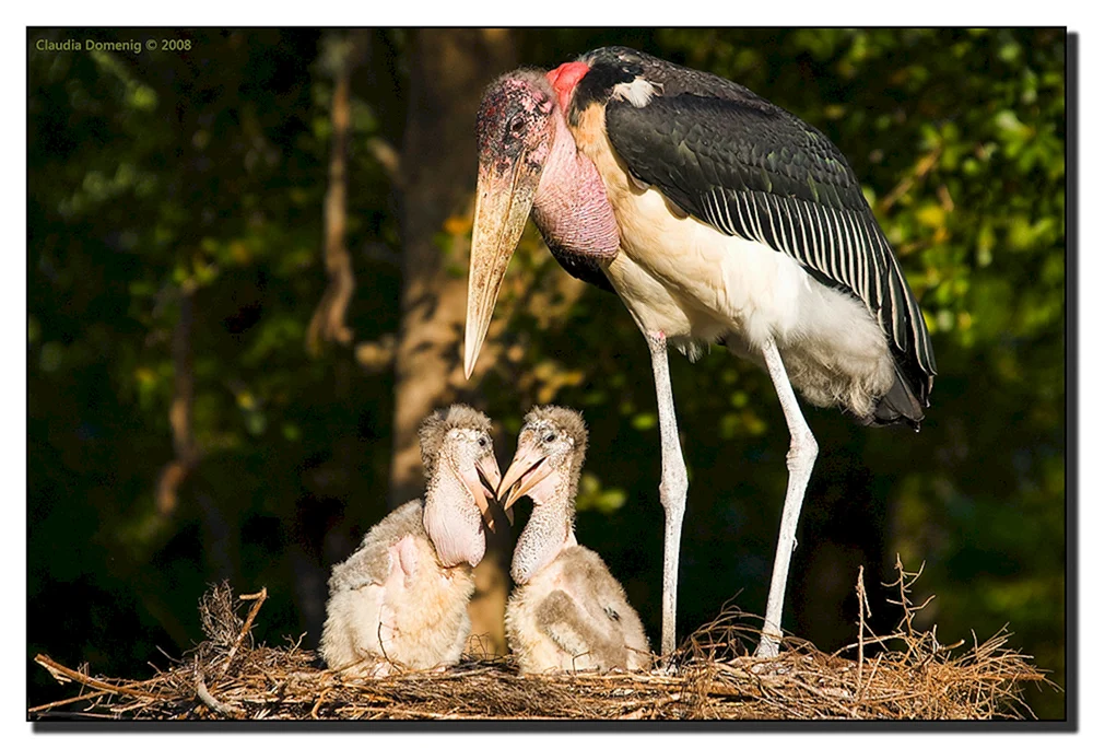Afrikanischer Marabu