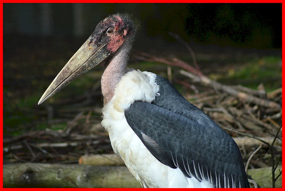 Afrikanischer Storch Marabu Vogel