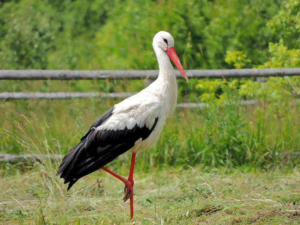 Zugvogel