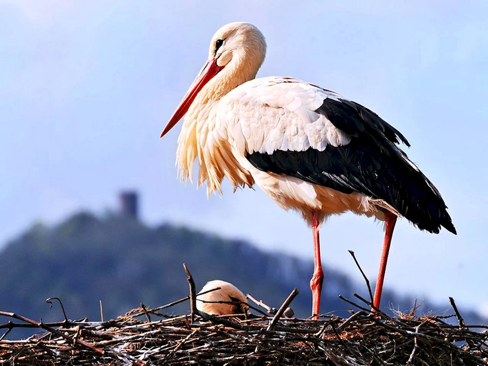 Zugvogel