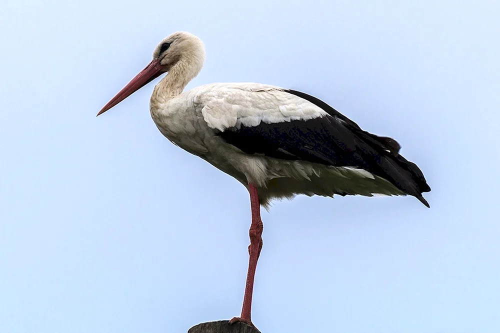 Ein Storch Zugvogel
