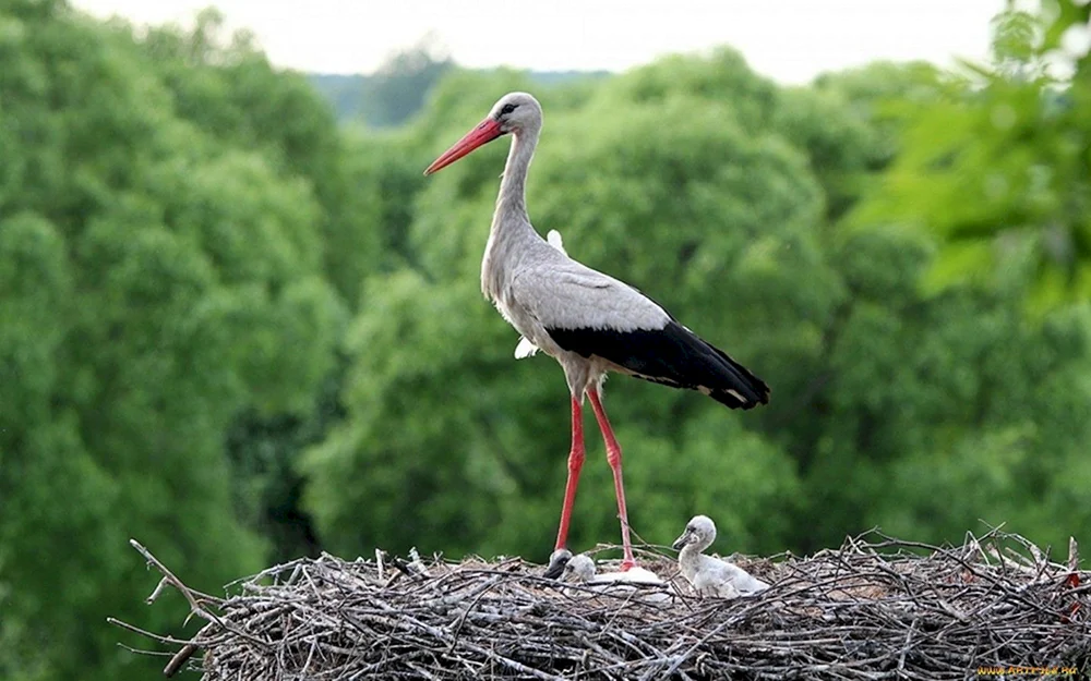 Weißstorch Ciconia Ciconia