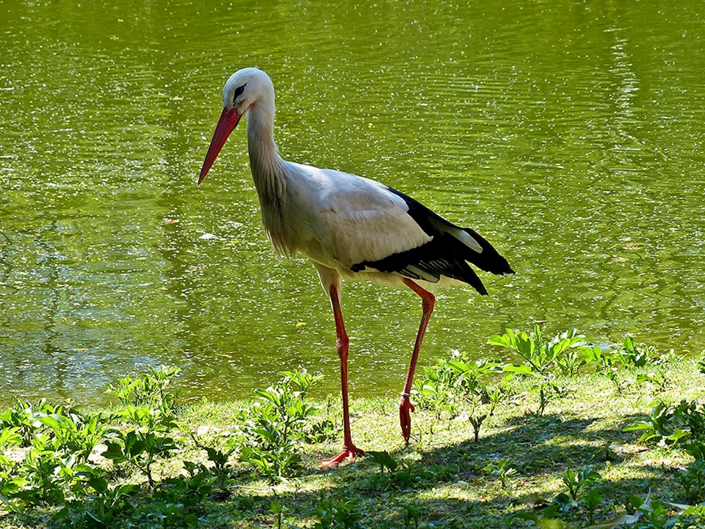 Weißstorch Vogel