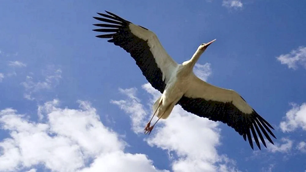 Ein Storch am Himmel