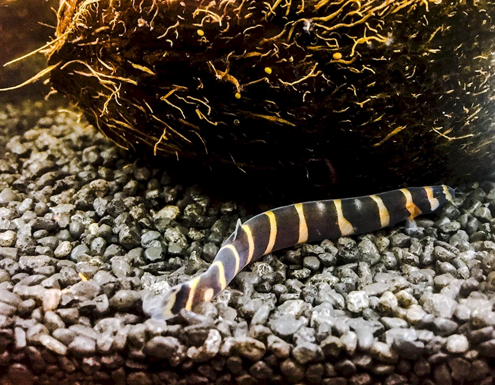 Weißgefleckter Seeaal