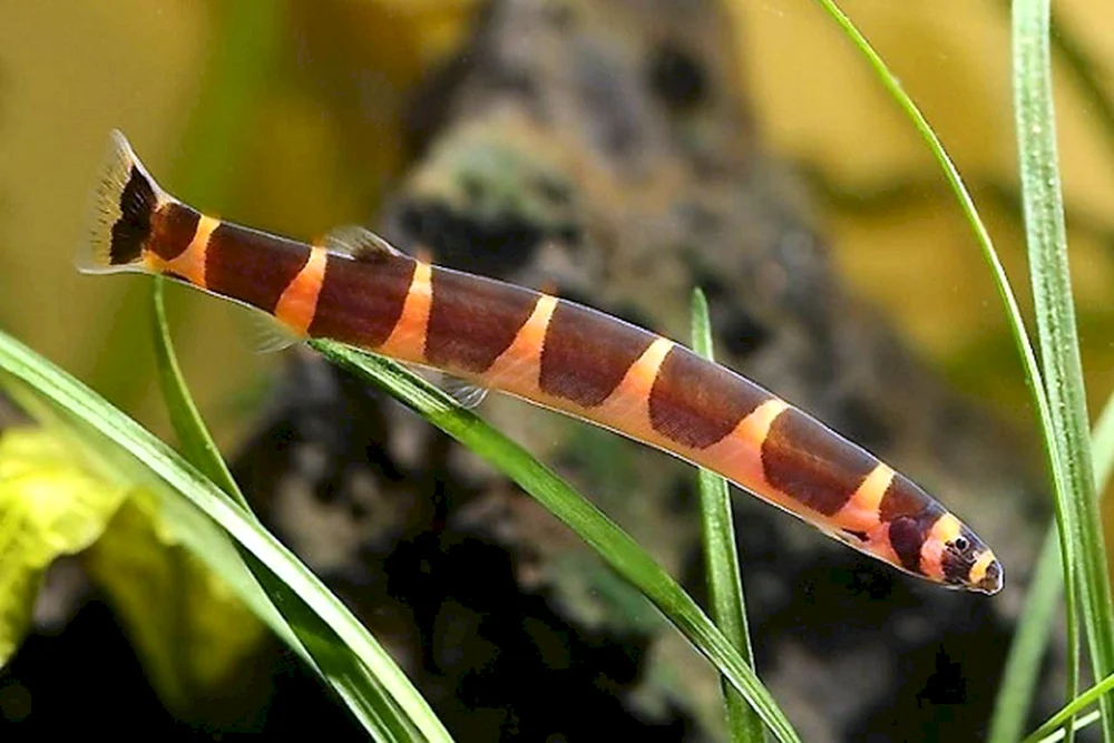Acanthophthalmus kulya