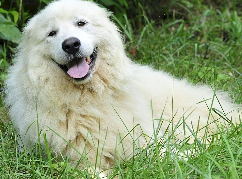 Pyrenäischer Gebirgsschäferhund