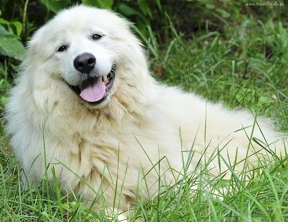 Samojedischer Hund
