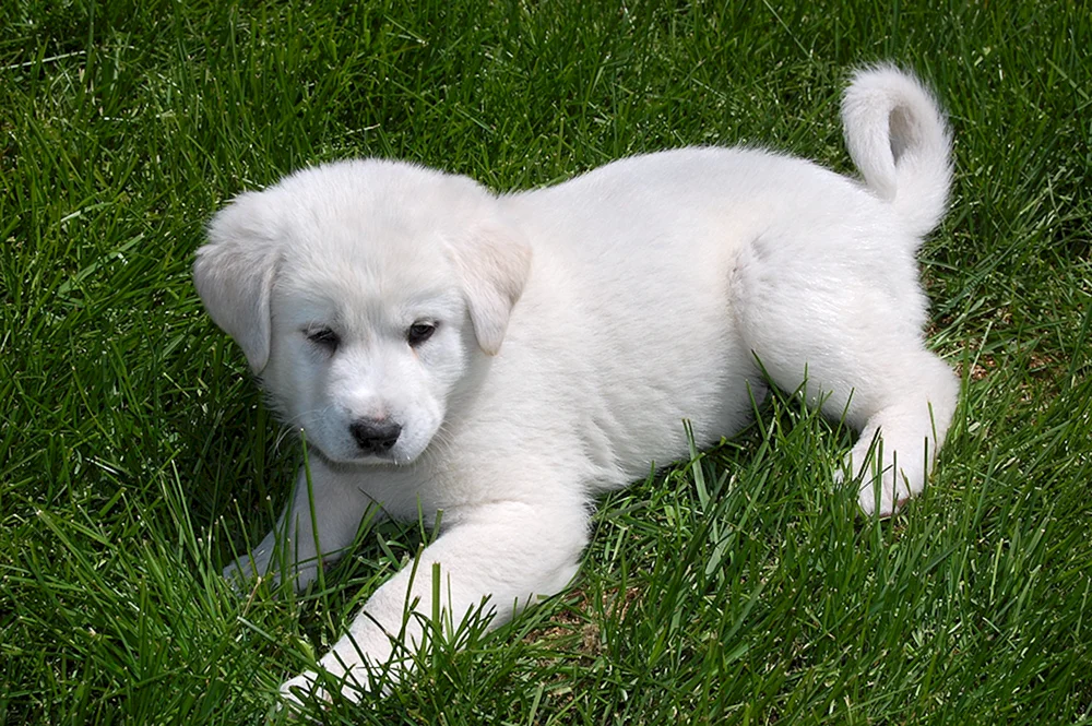 Labrador Retriever weiß