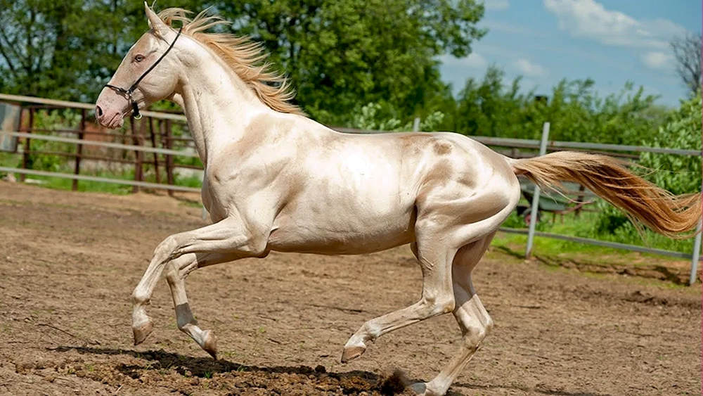 Isabella Isabella Akhalteke Pferderasse. Akhal-Teke-Pferd