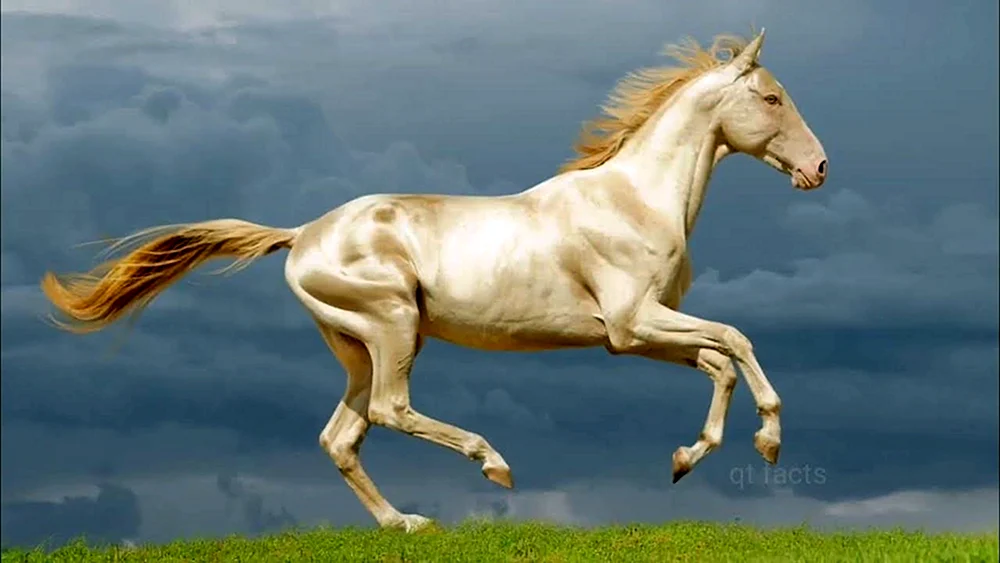 Akhal-Teke-Pferderasse