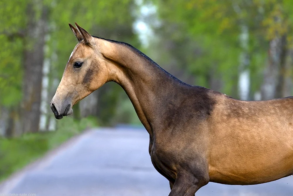 Bulan Akhal-Teke-Pferd