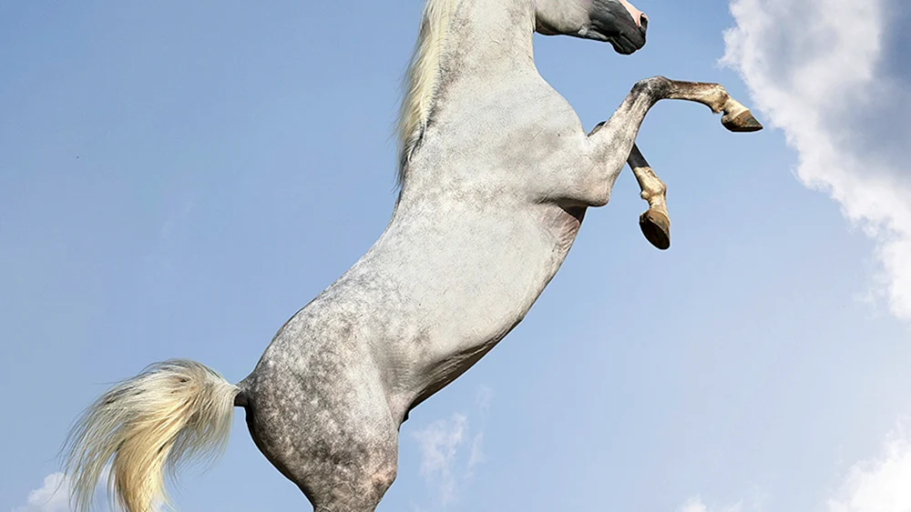 Akhalteke Pferd auf den Puffs
