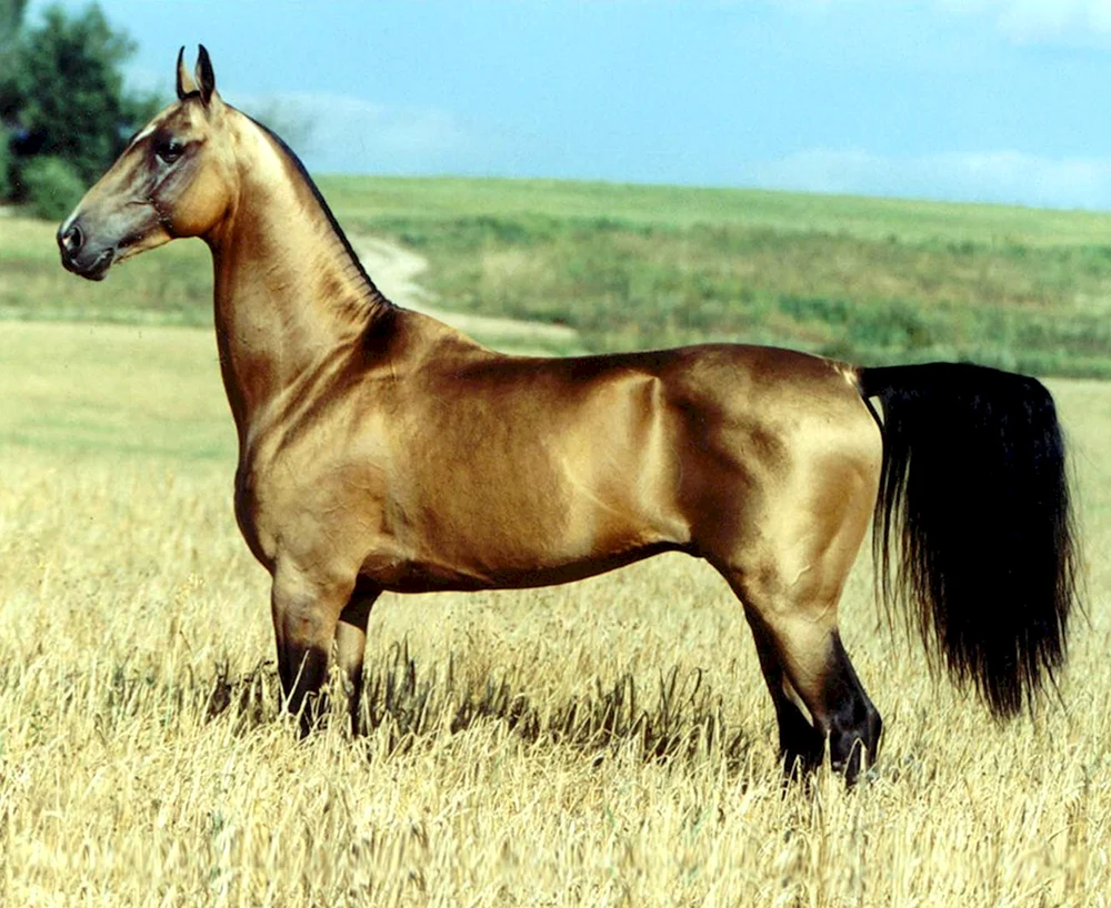 Golden Akhal-Teke-Pferd