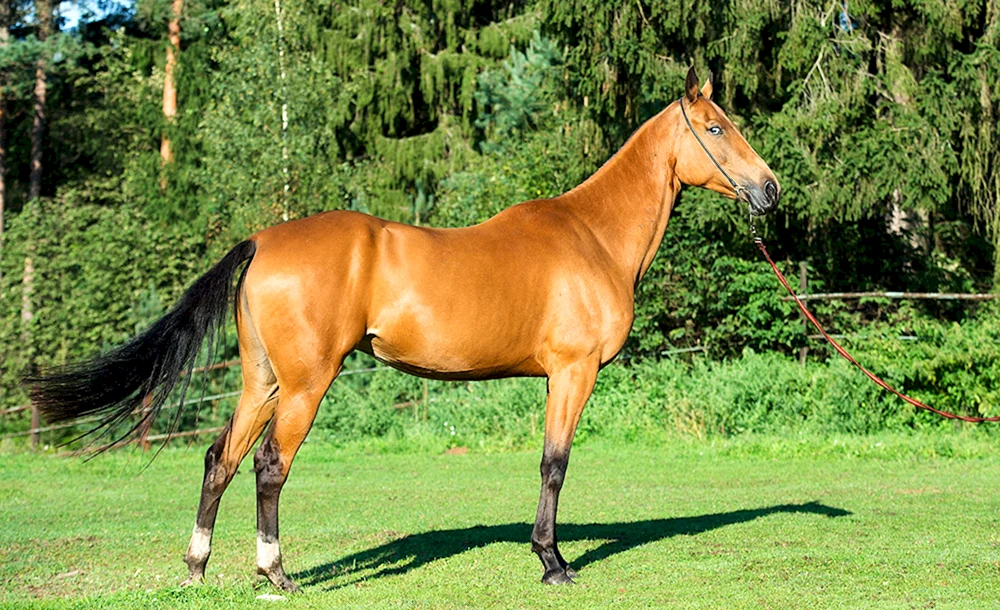 Carack Akhal-Teke-Pferd