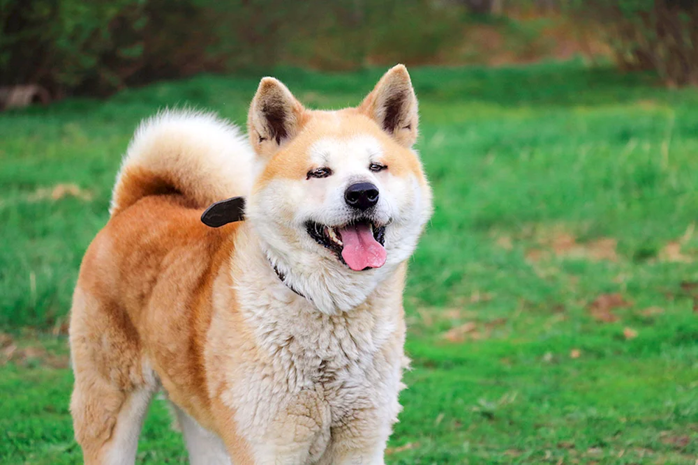 Akita Inu Tigerhund