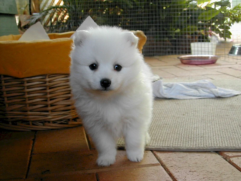 Pomeranian Bear Spitz