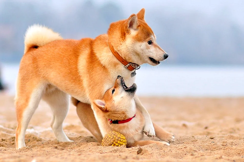 Akita und Shiba Inu