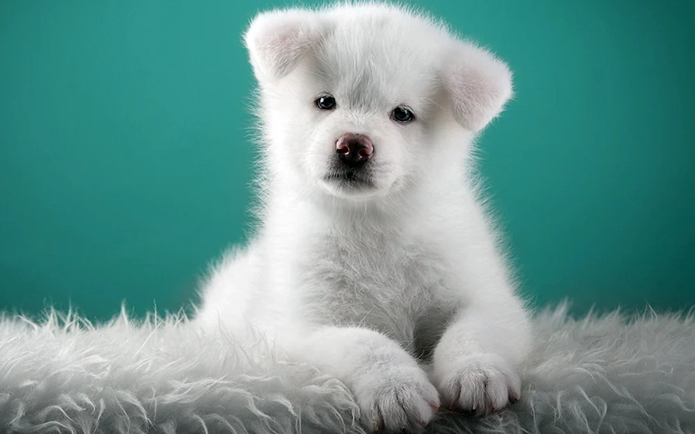 Akita Inu weiß