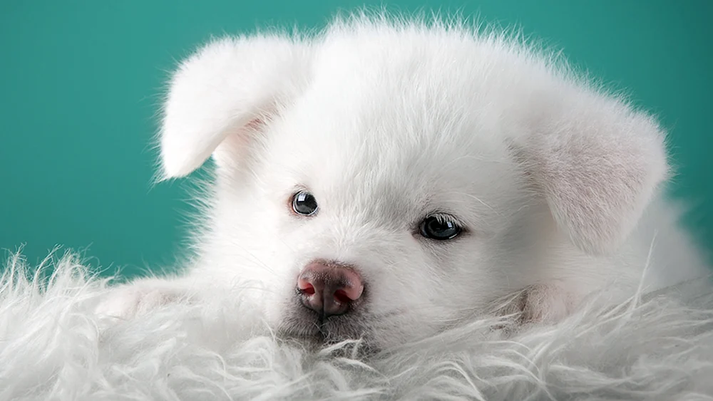 Akita Inu Rasse weiß