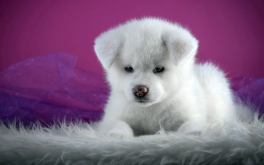 Akita Inu weiß
