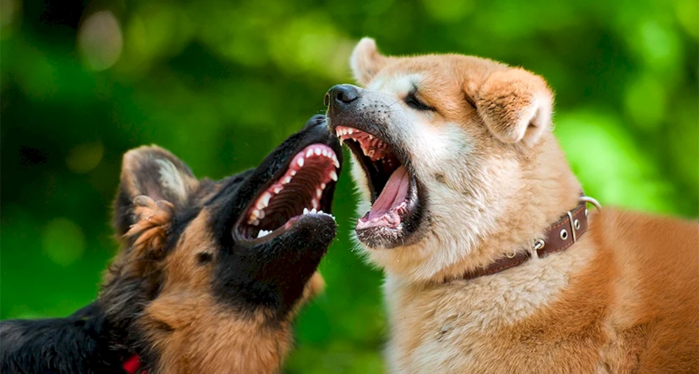 Akita Inu