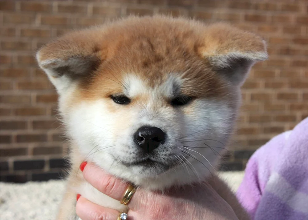 Akita Inu rot