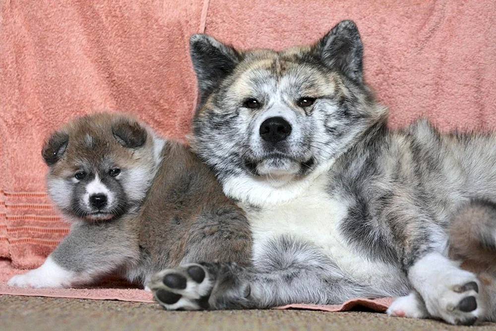Akita Inu grau
