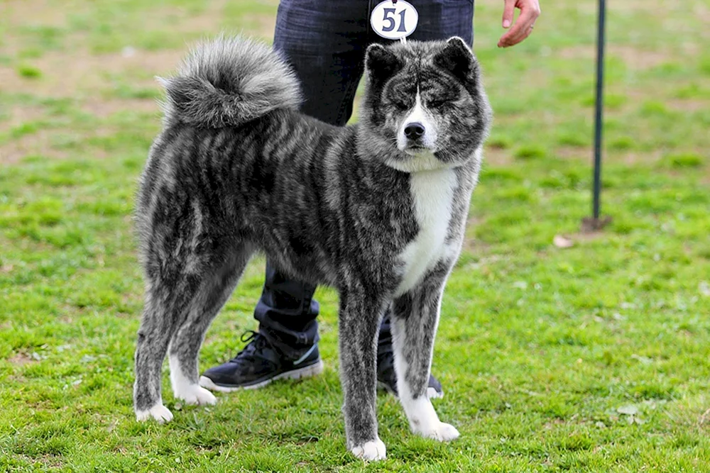 Amerikanischer Akita