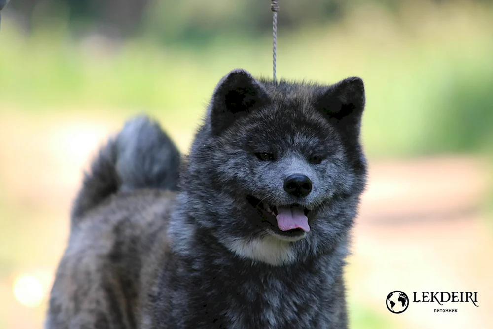Amerikanischer Akita