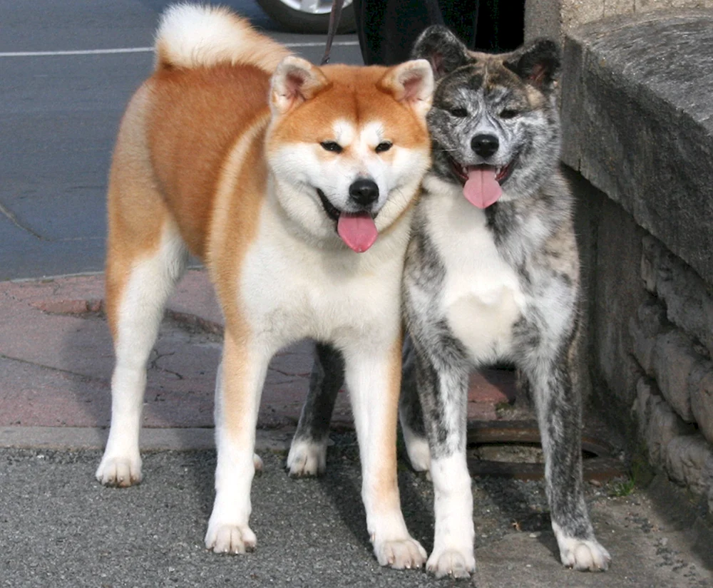 Akita Inu Tigerhund
