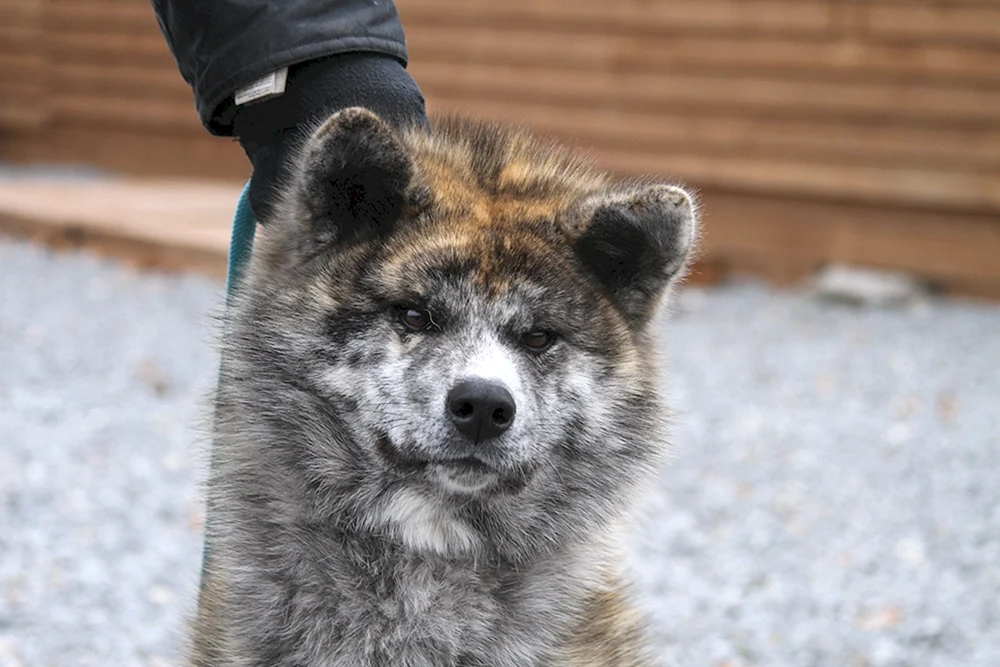 Akita Inu Tiger