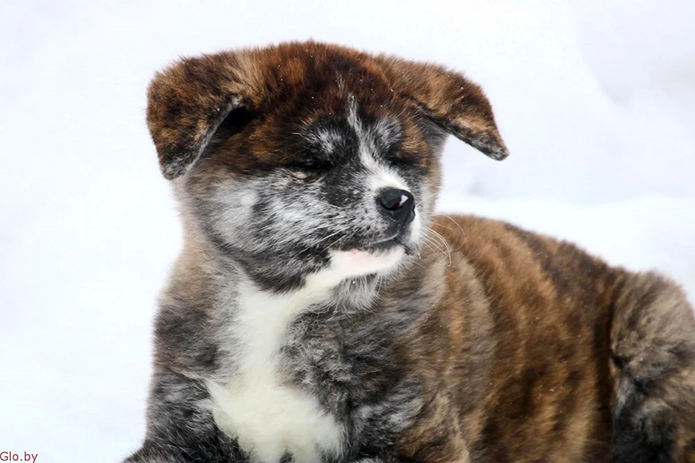 Akita-. Akita Inu grau