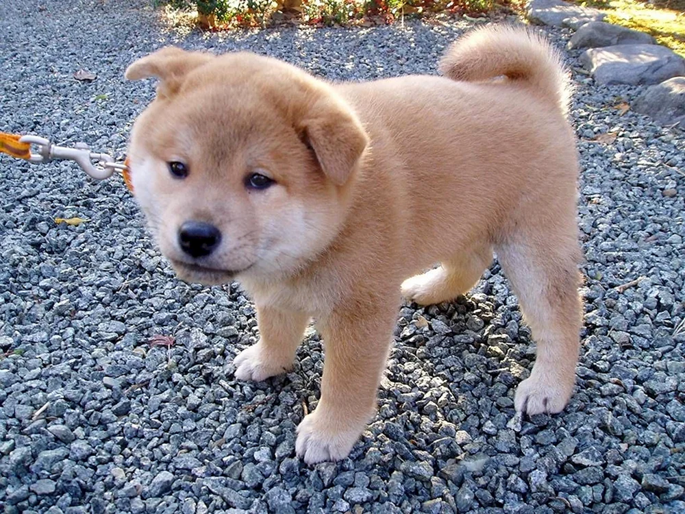 Belgischer Schäferhund Raspberry