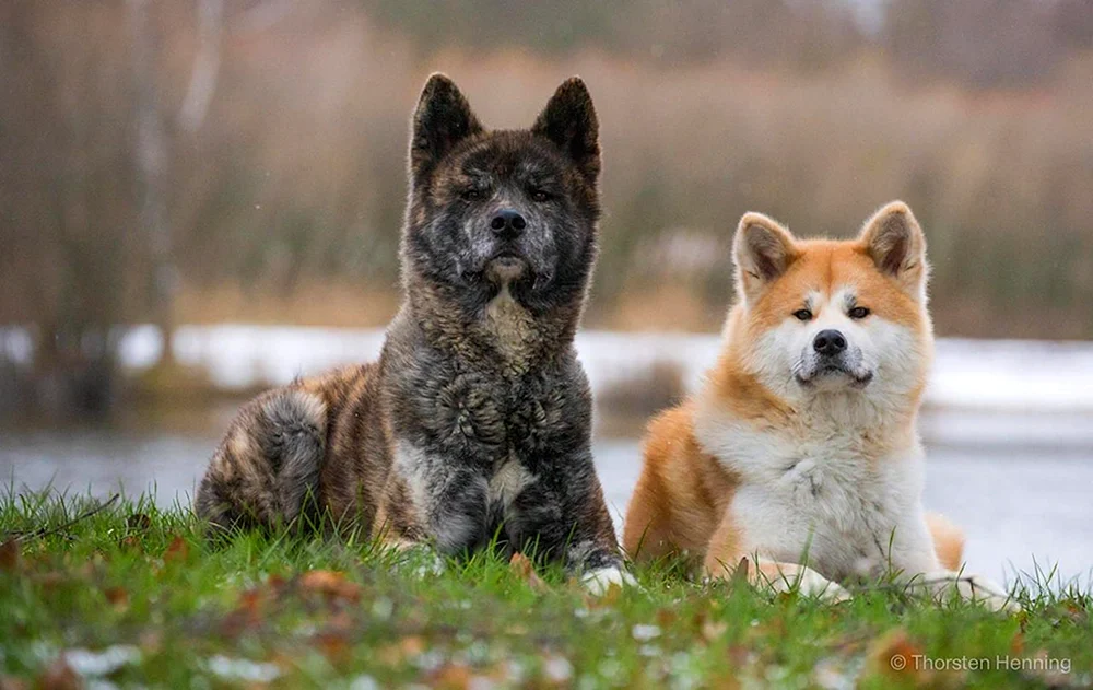 Akita Inu