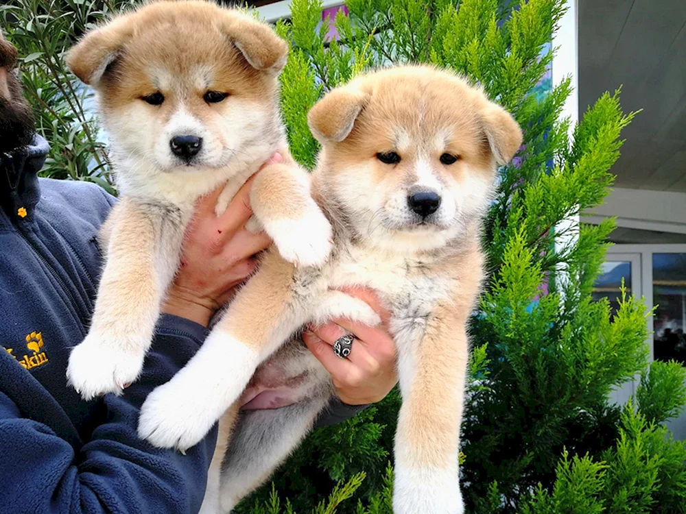 Akita mestizo sharpei