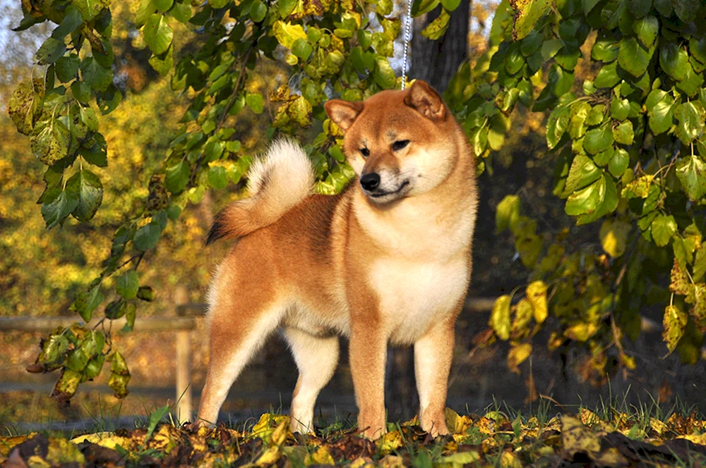 Amerikanisch Okitainu
