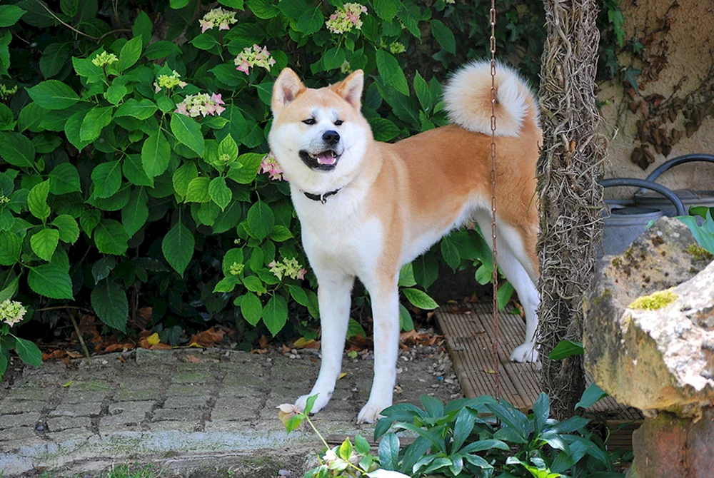 Akita Inu