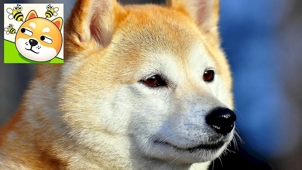 Akita inu