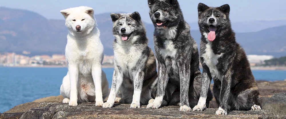 Amerikanischer Akita