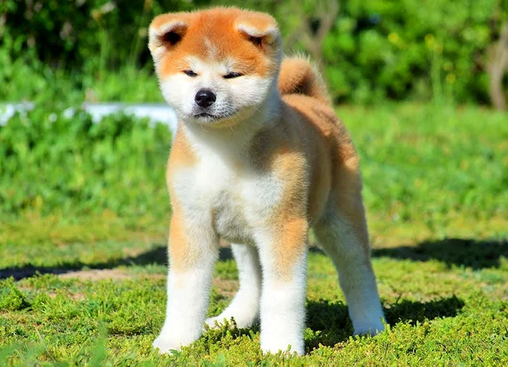 Akita Inu