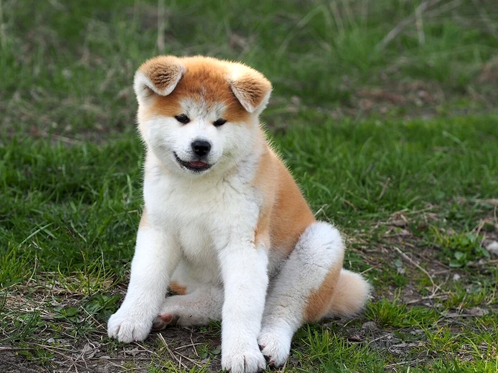 Akita Inu rot