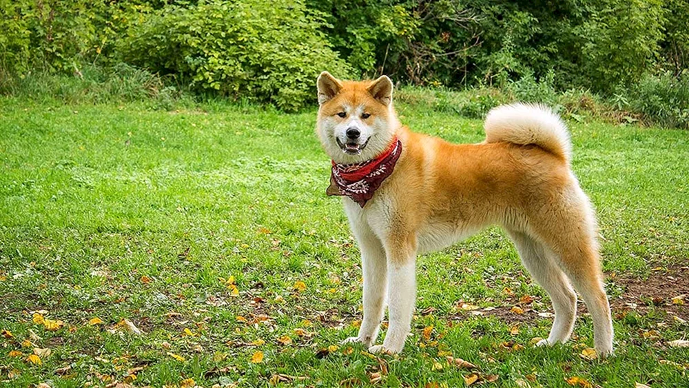 Akita Inu